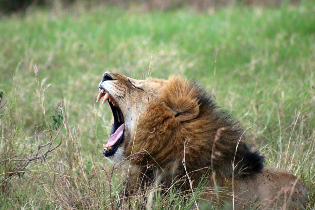 A large male lion yawns, showing his teeth, in Kenya.
