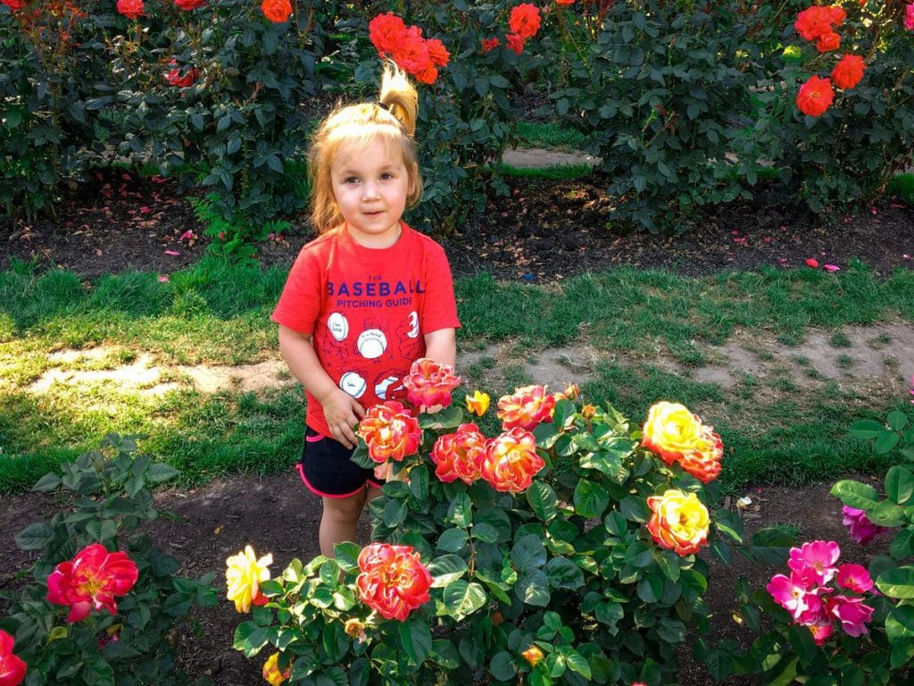 A young girl stands near a rose plant at the Rose Garden, one of the best things to do in Portland with kids.