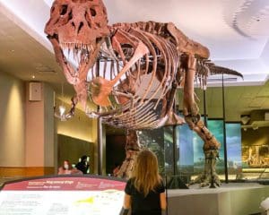 A young girl looks up at a T-Rex skeleton at the Field Museum in Chicago.