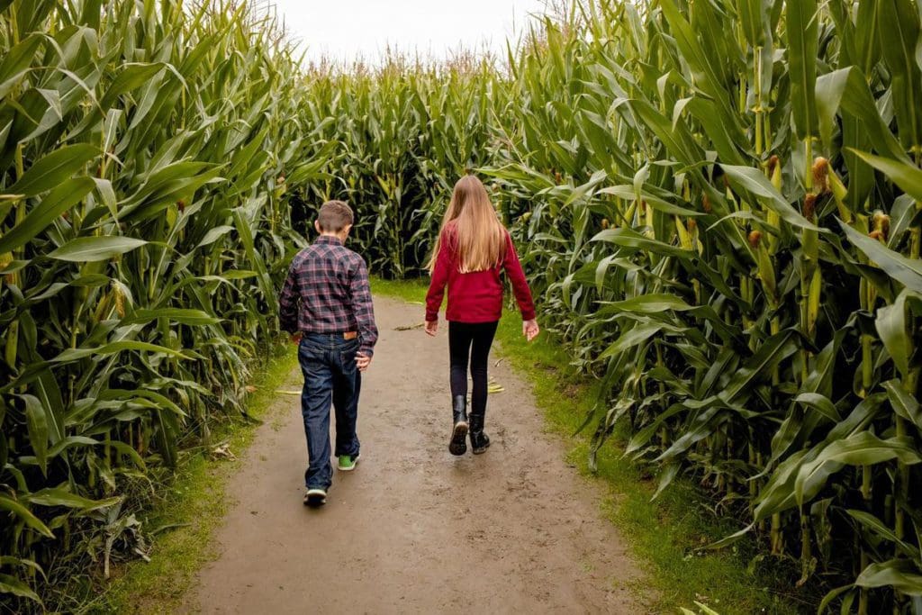 Two kids walk through a corn maze, with tall corn on either side of the path, at Lucky Ladd Farms.