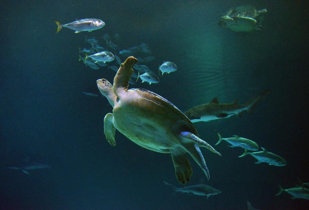 A turtle swims along in an aquarium tank with several fish at the Shark Reef Aquarium at Mandalay Bay.