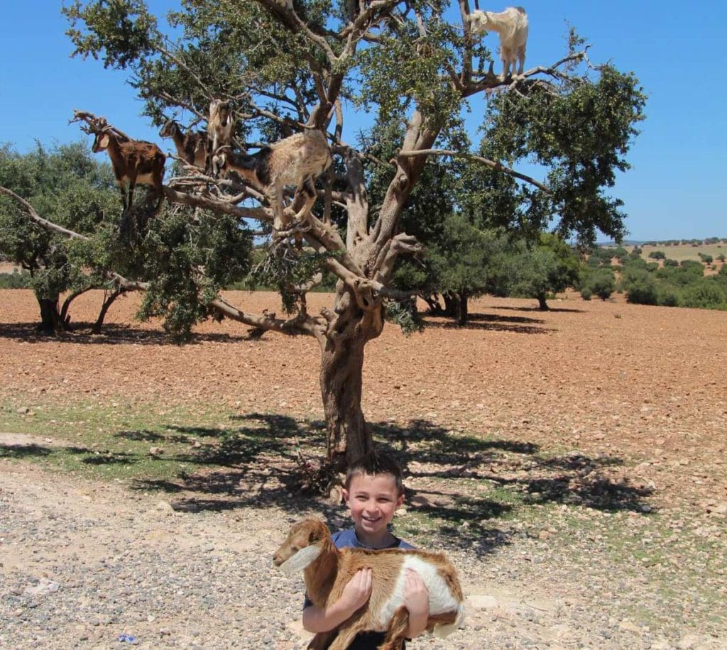 A young boy holds a goat, while several other goats stand in the branches of a small tree behind him.