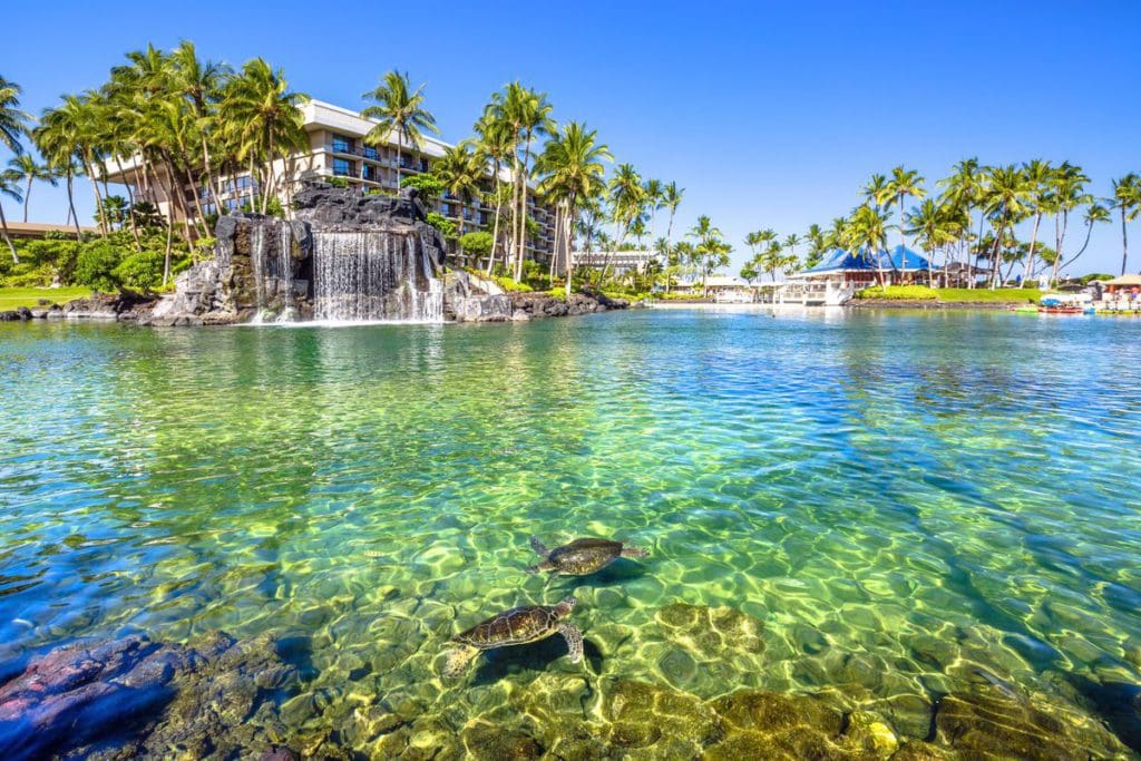 Two sea turtles swim in the lagoon at Hilton Waikoloa Village, with resort buildings in the background at one of the best Hilton Hotels in the United States for families.