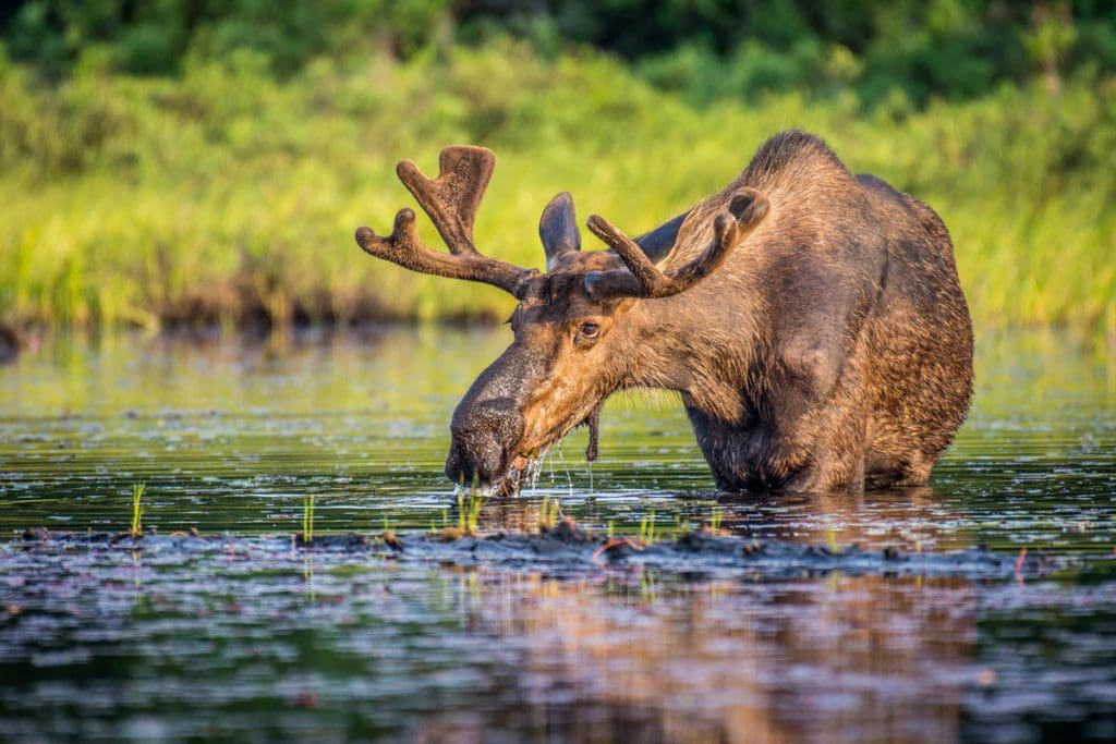 A moose standing in the water dips its mouth toward the water, with lush greenery in the distance, at Algonquin Provincial Park, one of the best vacation destinations for families In Canada.