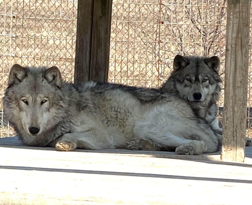 Two wolves sit in the shade of an exhibit platform at Big Run Wolf Ranch, one of the best places in Northern Illinois for families