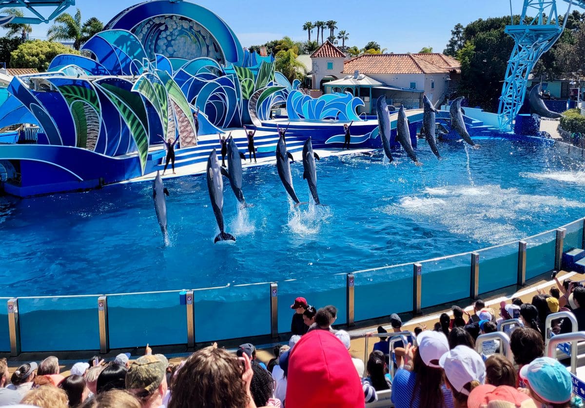 A crowd of people enjoy a dolphin show at SeaWorld San Diego.