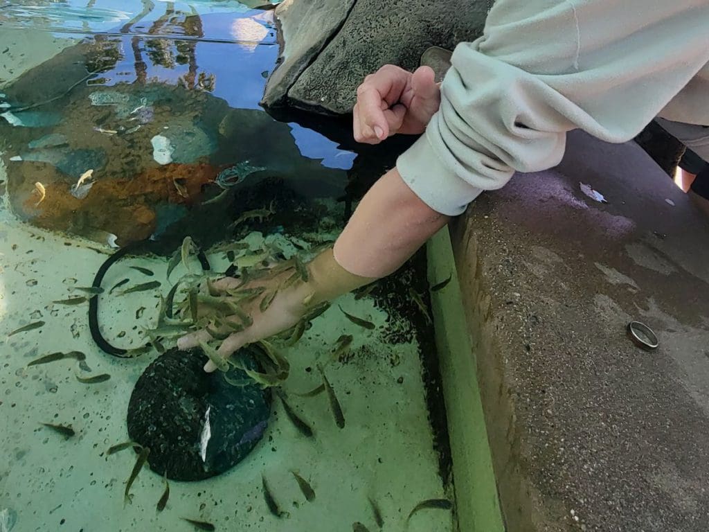 A young boy's hand reaches into a touch tank and a school of tiny fish at SeaWorld San Diego.