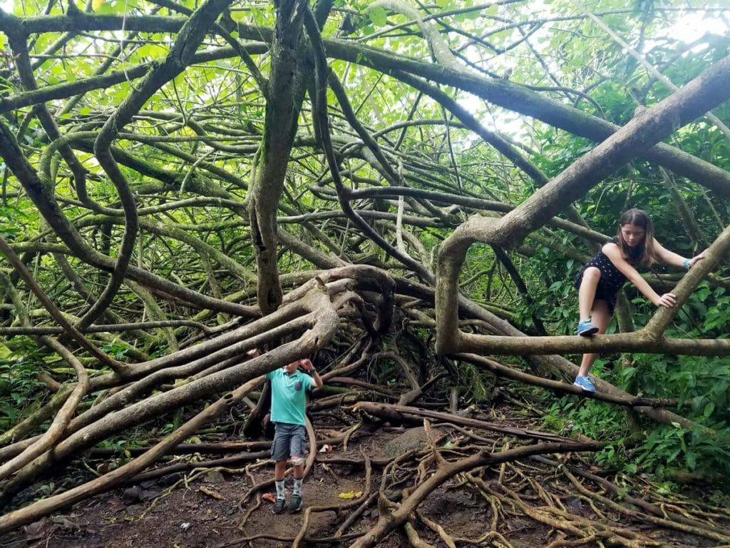 Two kids climb through trees while hiking Manoa Falls Trail, one of the best things to do in Oahu with kids.