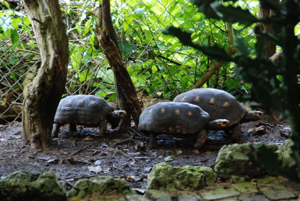 Three large tortoises walk along a tropical forest floor at The Barbados Wildlife Reserve.