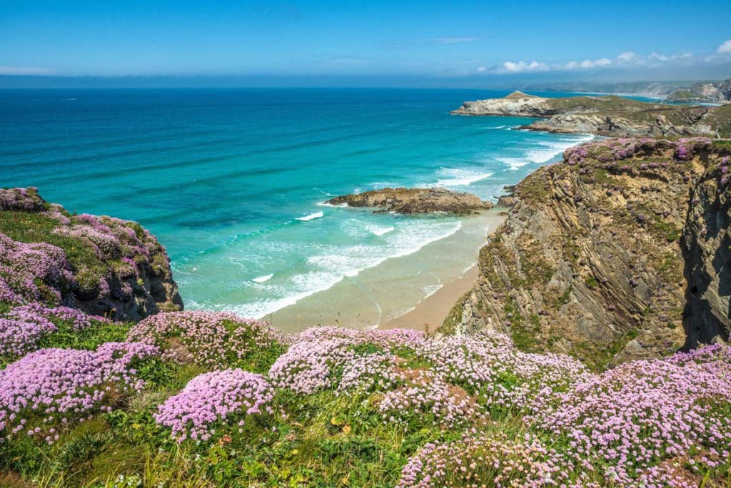 Over a row of pink hedge flowers, a view of Newquay Beach in Cornwall, featuring a lovely shoreline and blue waters.