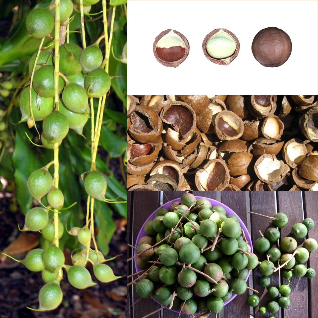 Different views of the macadamia nut during the farming process.