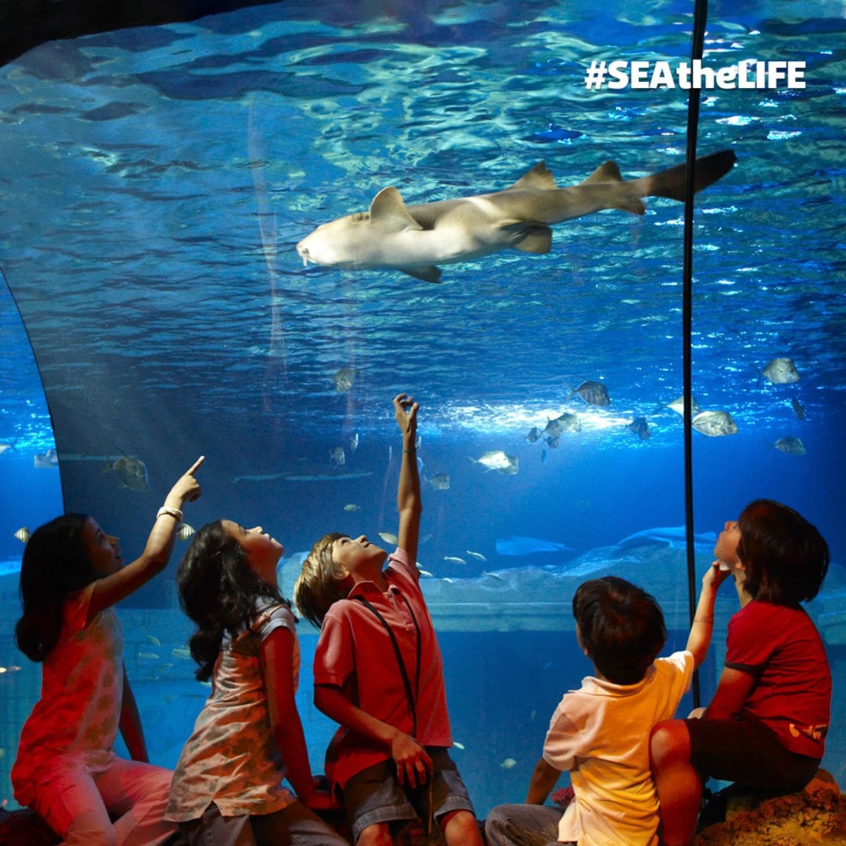 Five kids point up to a shark in a tank at SEA LIFE Porto.