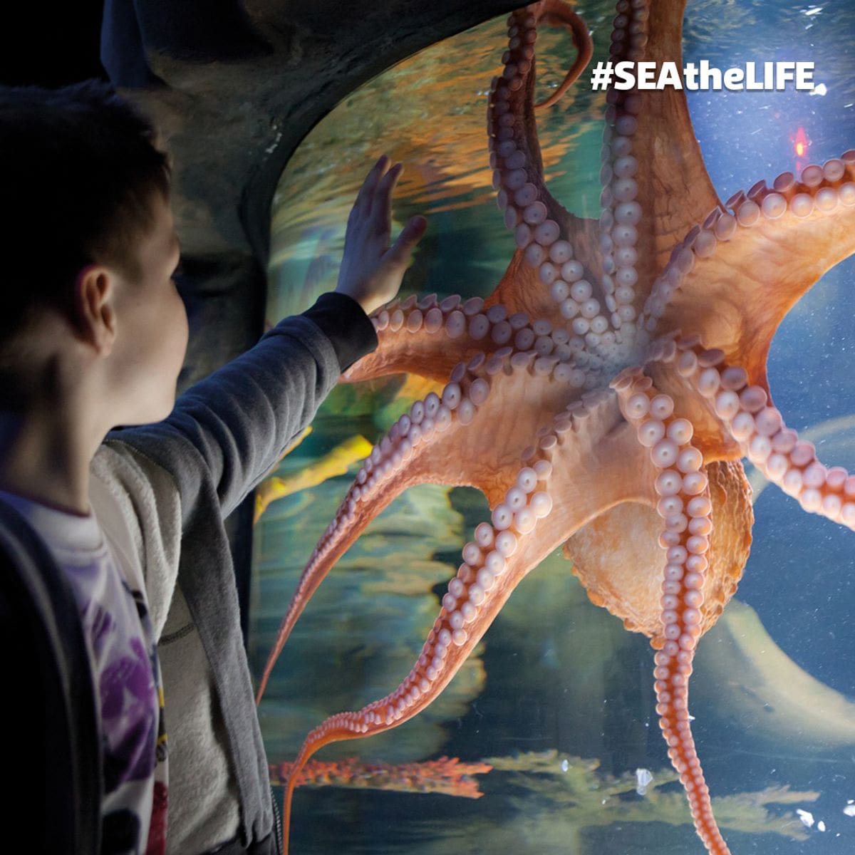 A young boy reaches out to touch the glass of an aquarium holding an octopus at SEA LIFE Porto, a must stop on our 1-Week Porto itinerary with toddlers.