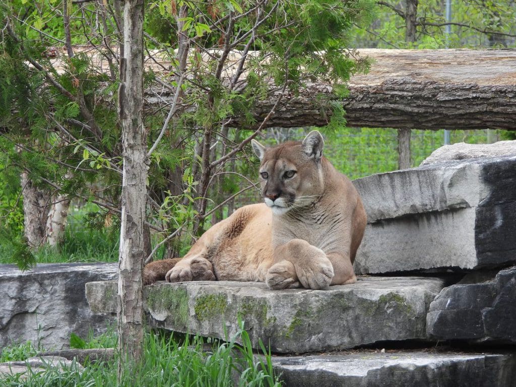 A cougar sits amongst large rocks and trees at Shalom Wildlife Zoo, one of the best places to visit in Wisconsin for families.