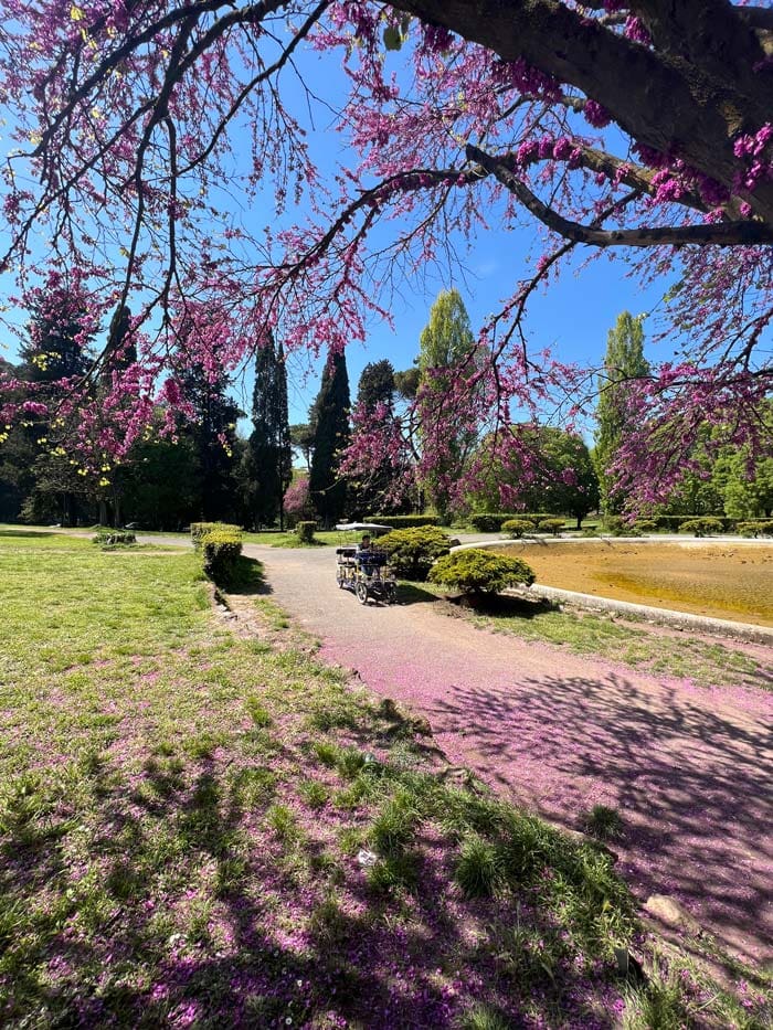 A path, filled with pink petals, during spring time in Villa Borghese, a must stop on our Rome itinerary with kids.
