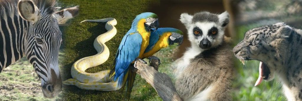 A montage of animals at the Zoo Santo Inácio, including a parrot, zebra, and lemur.
