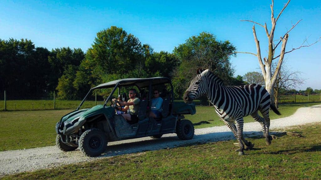 A zebra runs alongside a golf cart filled with guests at Aikman Wildlife Adventure.