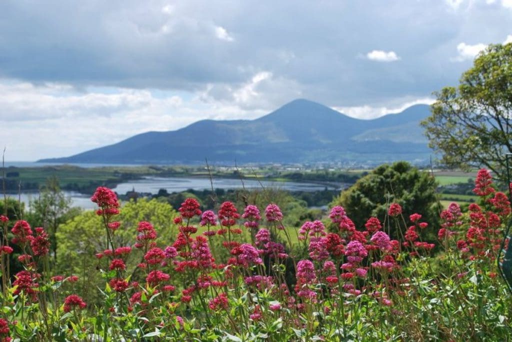 A lovely view of pink flowers and mountains in the distance in Belfast, one of the best mild weather European destinations for a family summer vacation.