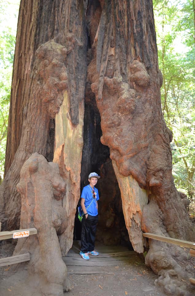 A young boy stands in front of a huge tree at Muir Woods.