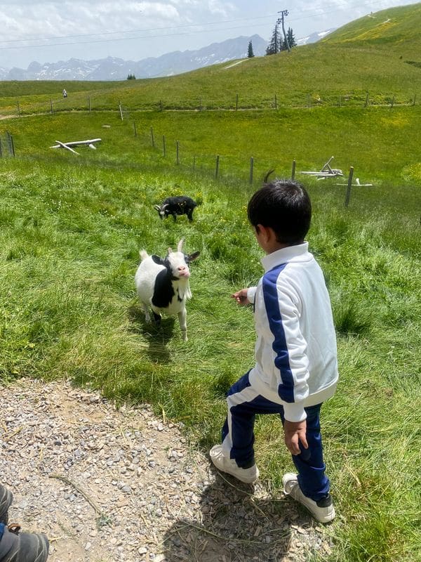 A young boy walks toward a small goat in a pasture in Switzerland.