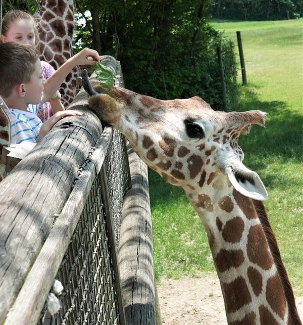 Small kids feed a giraffe at Binder Park Zoo.