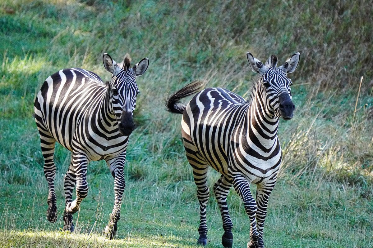 Two zebras run along at Binder Park Zoo.
