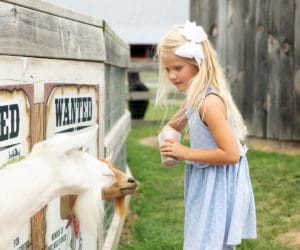 A young girl feed a goat while visiting Deer Tracks Junction with her family.