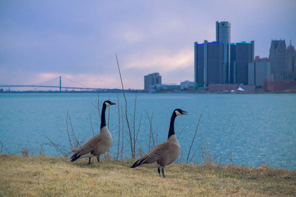Two geese walk along a shoreline at Belle Island State Park with a view of the Detroit skyline in the distance at dusk.