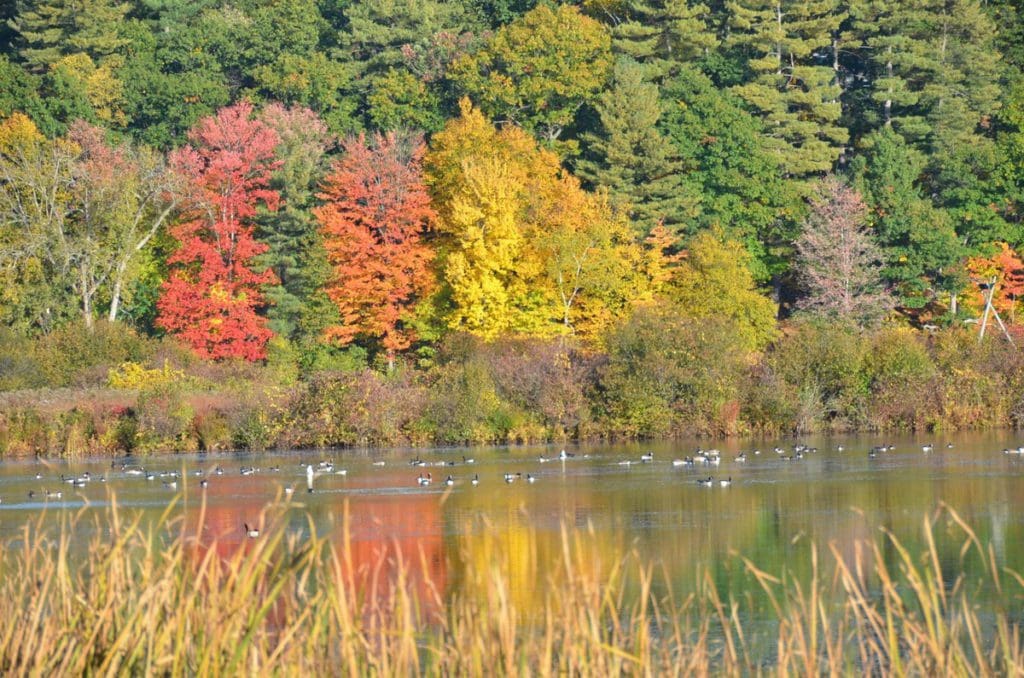 Lovely fall foliage in hues of red, yellow, and orange across the lake in Brattleboro.