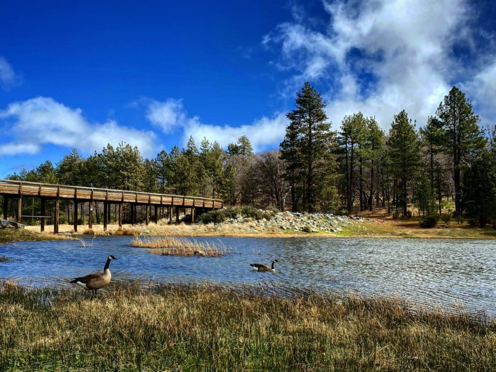 Geese waddle around in front of a lake in Lake Cuyamaca Recreation and Park District during the summer, one of the best places to visit in Julian with kids..