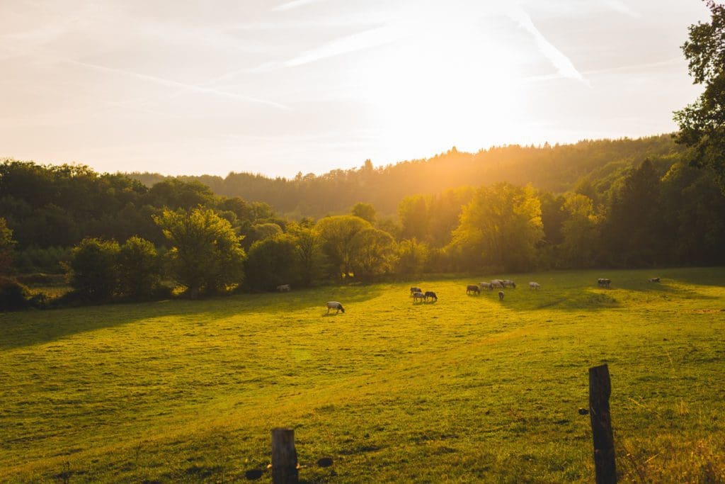 Several sheep graze in a verdant field at sunset in Stavelot, located in the Belgium Ardennes.